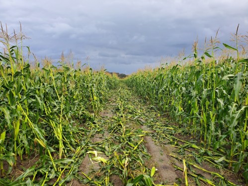 A cornfield with tall plants on either side and a path covered in fallen leaves, under a cloudy sky.