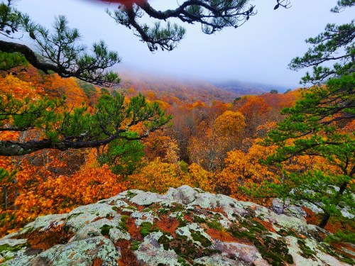 A scenic view of vibrant autumn foliage with misty mountains in the background, framed by tree branches.
