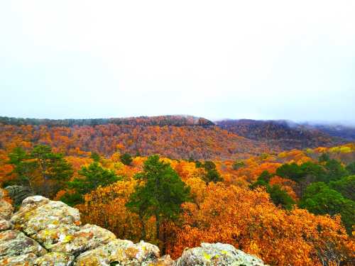 A scenic view of a forest in autumn, featuring vibrant orange and yellow foliage under a cloudy sky.