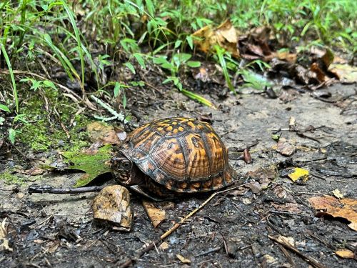 A turtle on a muddy path surrounded by green grass and fallen leaves.