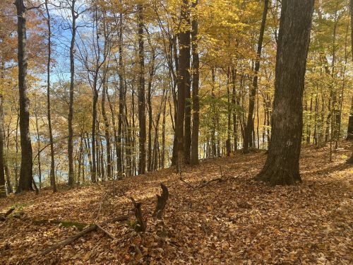 A serene forest scene with autumn leaves covering the ground and trees, overlooking a calm lake in the distance.
