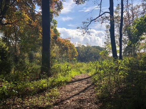 A serene forest path surrounded by trees and vibrant foliage under a bright blue sky with fluffy clouds.