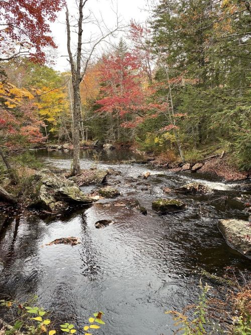 A serene river flows through a forest with autumn foliage, featuring vibrant red and yellow leaves on trees.