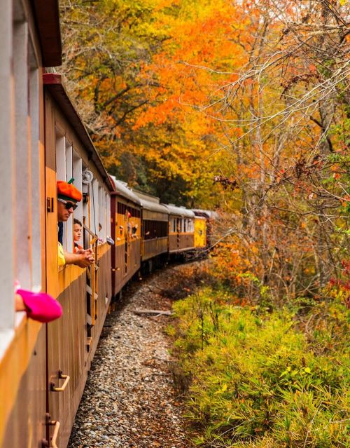 A colorful train winds through a forest with vibrant autumn leaves, passengers enjoying the view from the windows.
