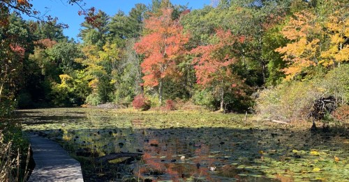 A serene pond surrounded by vibrant autumn foliage and lily pads, with a wooden path along the water's edge.