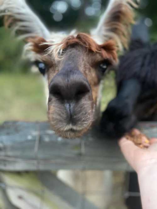 A close-up of a llama's face with a hand offering food, and a black animal partially visible in the background.