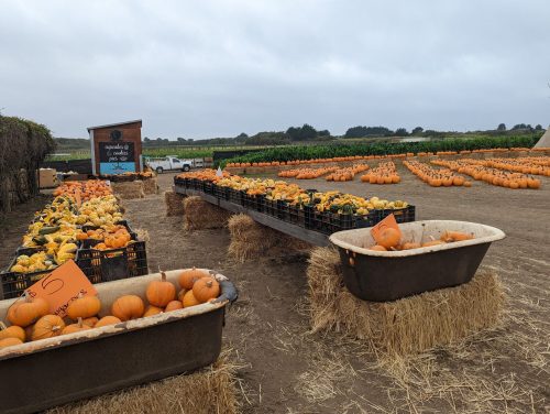 A pumpkin patch with various pumpkins in crates, surrounded by hay bales and a vineyard in the background.