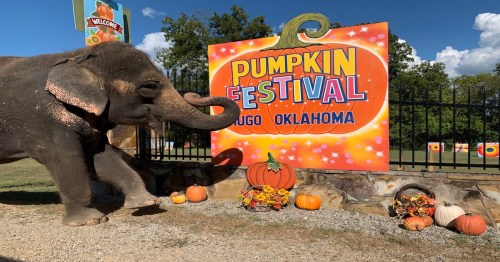 An elephant stands beside a colorful sign for the Pumpkin Festival in Hugo, Oklahoma, surrounded by pumpkins and decorations.