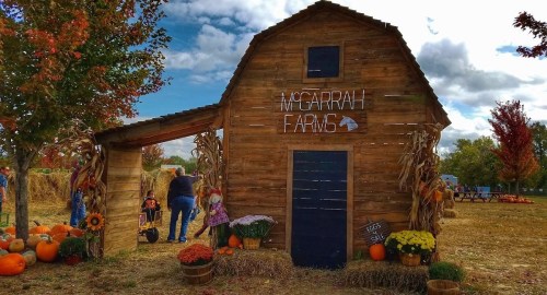 A rustic wooden barn with "McCarrah Farm" sign, surrounded by pumpkins and autumn decorations on a sunny day.