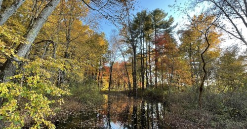 A serene forest scene with colorful autumn leaves reflecting in a calm pond under a clear blue sky.
