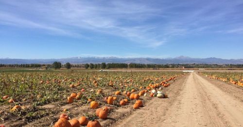 A pumpkin patch with scattered pumpkins along a dirt path, set against a backdrop of mountains and blue sky.