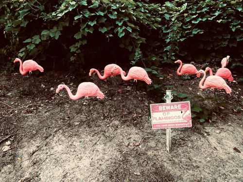 A row of pink flamingo lawn ornaments beside a sign that reads "Beware of Flamingos." Green foliage in the background.