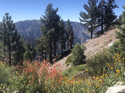 A scenic mountain view with tall pine trees and vibrant wildflowers in the foreground under a clear blue sky.