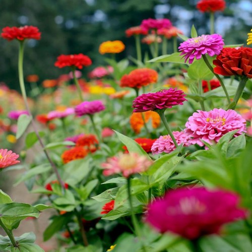 A vibrant field of colorful flowers, featuring pink, red, and orange blooms surrounded by lush green leaves.