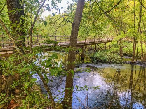 A wooden bridge spans a calm, green-tinted stream surrounded by lush trees and foliage.