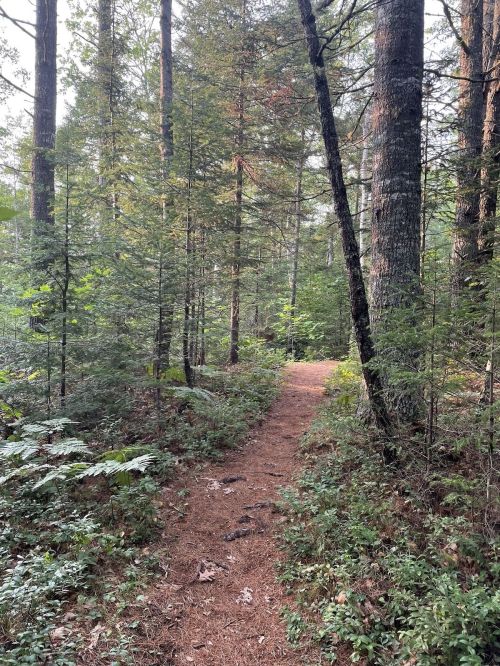 A narrow dirt path winding through a lush green forest with tall trees and underbrush.