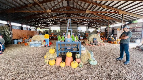 A rustic barn filled with pumpkins, hay bales, and decorative plants, with visitors exploring the festive display.