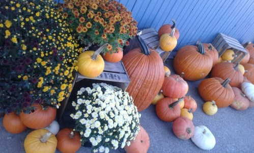 A colorful display of pumpkins and mums arranged near wooden crates against a blue wall.