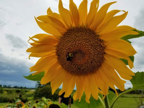 A close-up of a vibrant sunflower with a bee on its center, set against a cloudy sky.