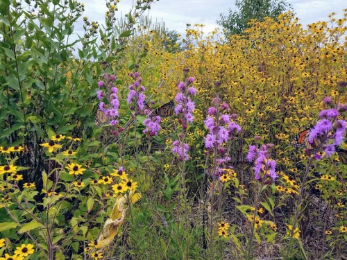 A vibrant field of purple and yellow wildflowers with butterflies fluttering among them under a cloudy sky.