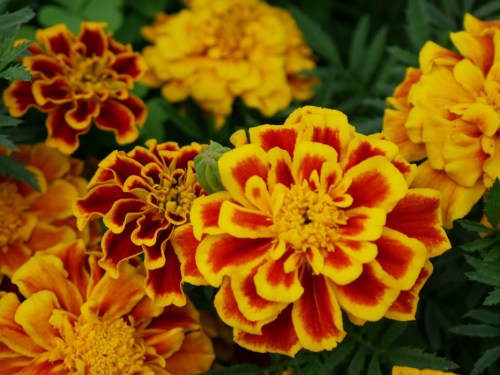 Vibrant marigold flowers in shades of yellow and red, surrounded by lush green leaves.