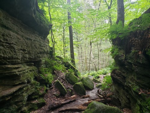 A serene forest scene with moss-covered rocks, lush greenery, and tall trees in a narrow canyon.