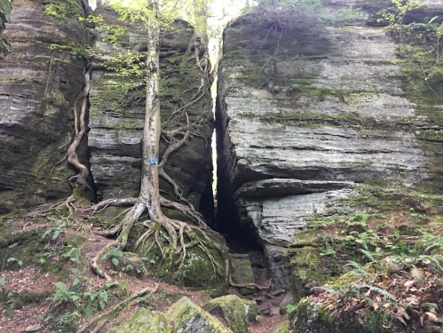 A narrow gap between two large rock formations, with a tree growing at the edge and roots visible on the ground.