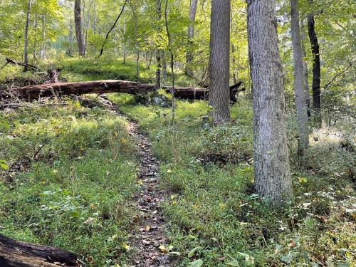 A narrow trail winds through a lush forest, with tall trees and fallen logs amidst vibrant greenery.
