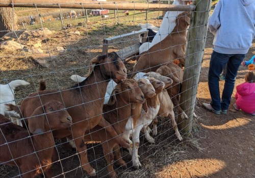 A group of goats gathered by a fence, with people nearby in a farm setting.