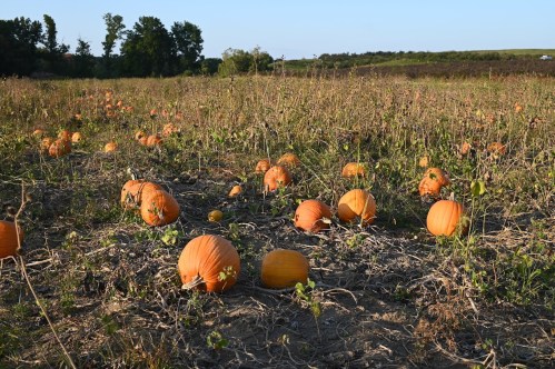 A pumpkin patch with scattered orange pumpkins growing in a field under clear skies.