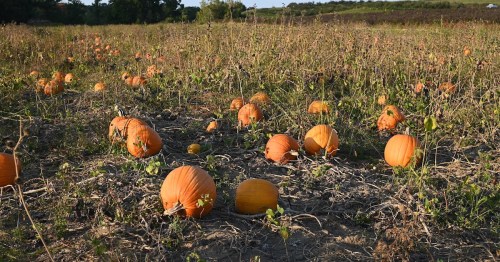 A pumpkin patch with scattered orange pumpkins growing in a field under a clear sky.