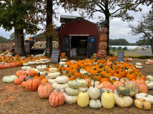 A pumpkin patch with various pumpkins in orange and white, a red barn in the background, and carved pumpkin decorations.