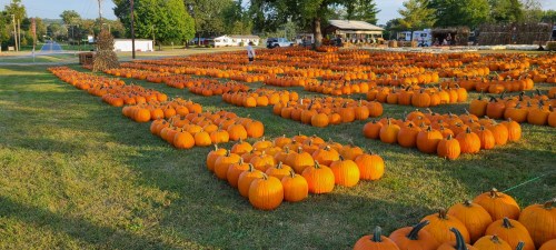 A large field filled with rows of bright orange pumpkins under a clear blue sky.