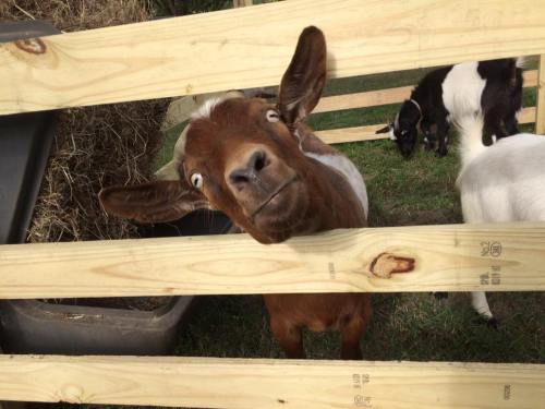 A curious goat peeks through wooden slats, with another goat visible in the background.