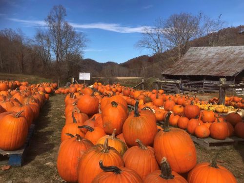 A pumpkin patch filled with large orange pumpkins under a clear blue sky, with a rustic barn in the background.