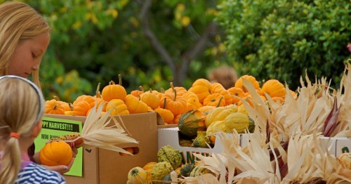 A child examines small pumpkins at a harvest market, surrounded by boxes of colorful gourds and autumn decorations.