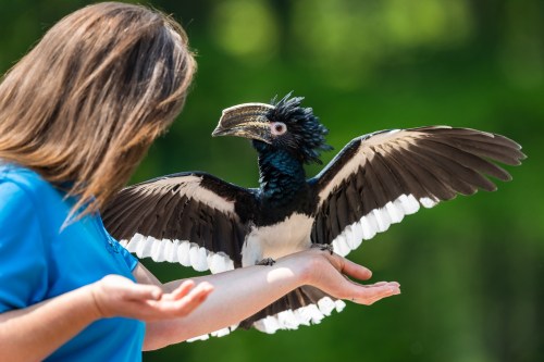 A person in a blue shirt holds out their arm to a large hornbill with spread wings in a natural setting.