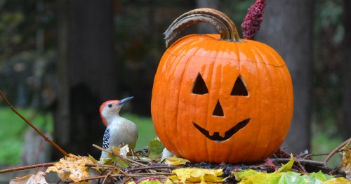 A carved pumpkin with a smiling face sits among colorful autumn leaves, next to a woodpecker.