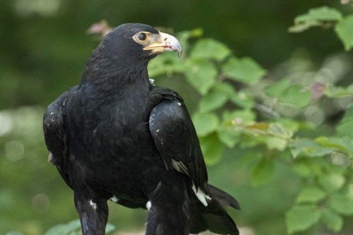 A black hawk with a distinctive yellow beak perched among green foliage.