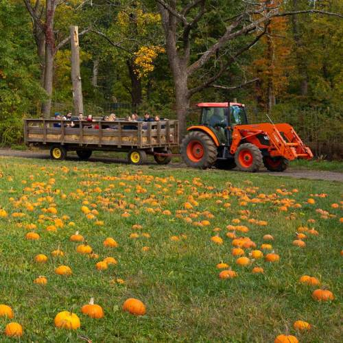 A tractor pulls a wagon filled with people through a pumpkin patch, surrounded by vibrant autumn trees and scattered pumpkins.