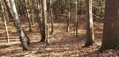 A serene forest scene with tall trees and a carpet of fallen leaves on the ground, illuminated by soft sunlight.