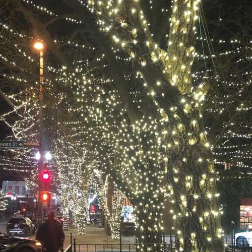 A street lined with trees wrapped in warm white lights, creating a festive nighttime atmosphere.