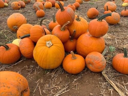 A cluster of various sizes of orange pumpkins scattered on the ground in a pumpkin patch.