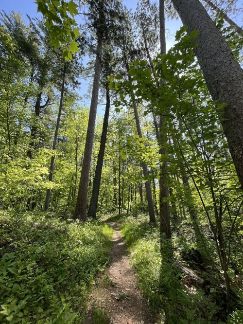 A sunlit forest path surrounded by tall trees and lush green foliage under a clear blue sky.
