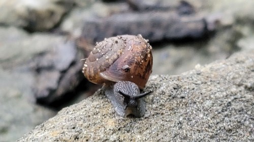 A close-up of a snail on a rocky surface, showcasing its textured shell and slimy body.