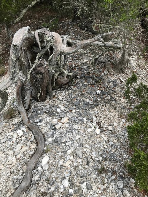 A gnarled tree trunk with twisted branches rests on a rocky, gravelly surface surrounded by greenery.