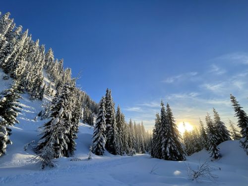 A snowy landscape with tall evergreen trees under a clear blue sky, illuminated by the warm glow of the setting sun.