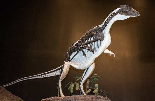 A dinosaur skeleton model displayed in a museum, showcasing its detailed structure against a dark background.