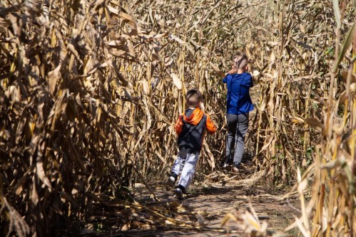 Two children running through a corn maze, surrounded by tall, dry corn stalks on a sunny day.