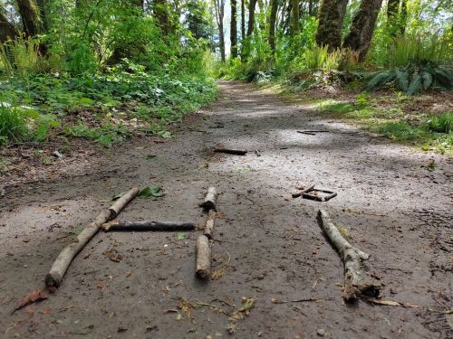 A forest path with the letters "H" and "I" made from sticks on the ground, surrounded by greenery.